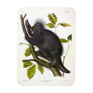North American or Canada Porcupine by Audubon Magnet