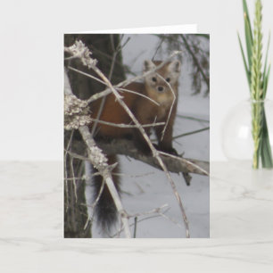 North American Pine Marten Holiday Card