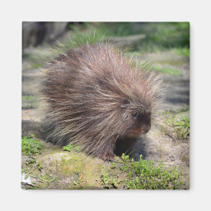 North American porcupine Poster Magnet