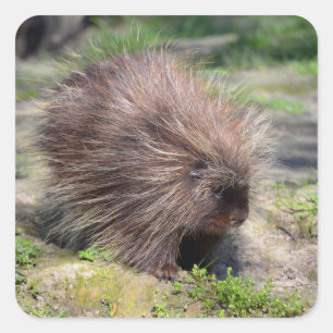 North American porcupine  Poster Square Sticker