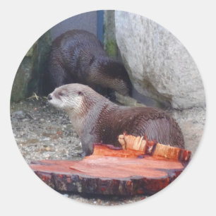 North American River Otter #1 Stickers