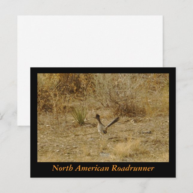 North American Roadrunner Postcard (Front/Back)