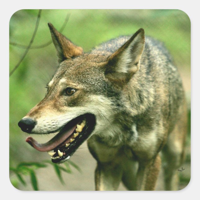 North American Sly Red Wolf Square Sticker (Front)