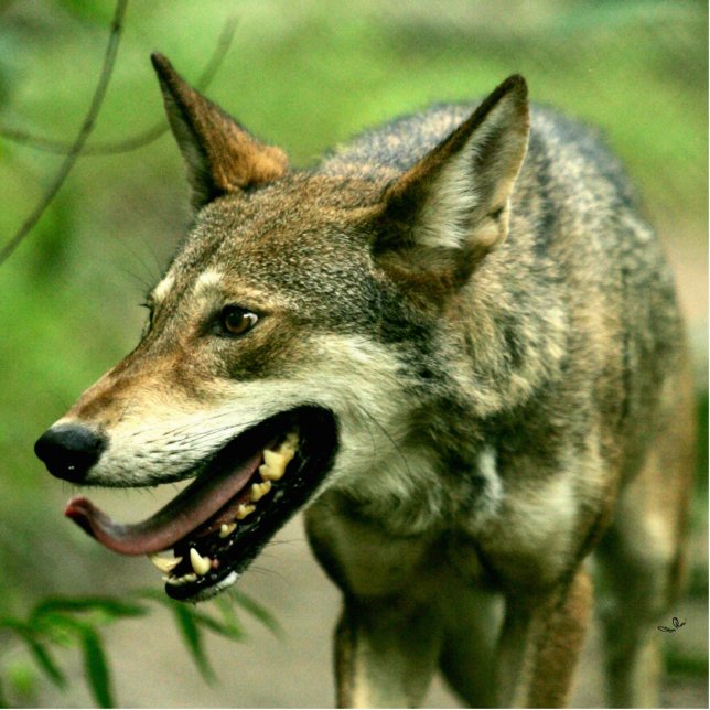 North American Sly Red Wolf Standing Photo Sculpture (Front)