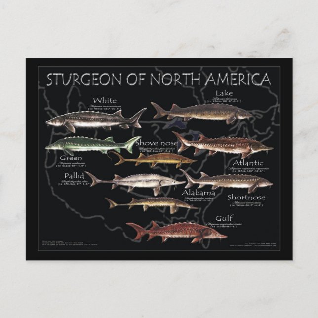 North American Sturgeon-Black Poster-Postcard Postcard (Front)