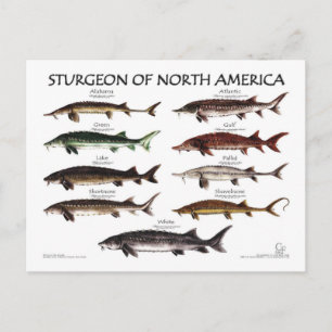 North American Sturgeon-White Poster-Postcard Postcard