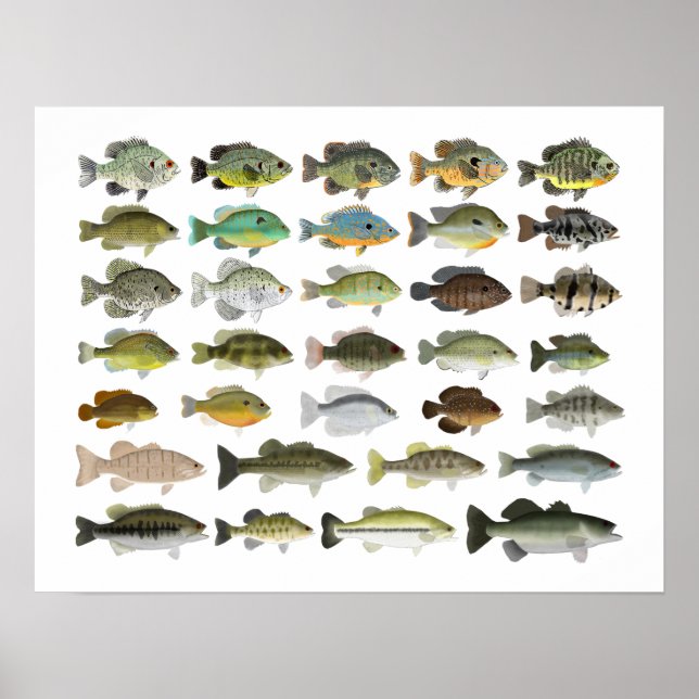 North American Sunfish Group Poster (Front)