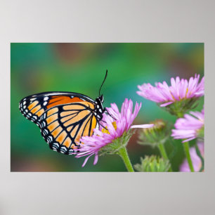 North American Swallowtail Butterfly Poster
