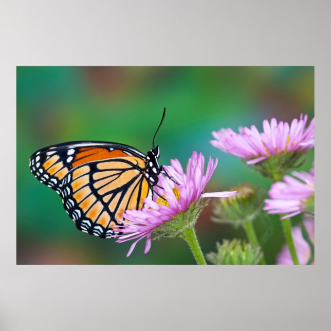 North American Swallowtail Butterfly Poster (Front)