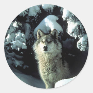 North American Timber Wolf in Snow Classic Round Sticker