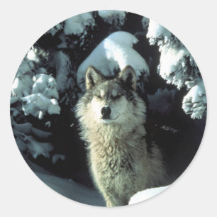 North American Timber Wolf in Snow Classic Round Sticker