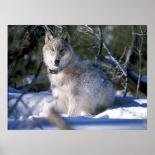 North American Timber Wolf in Snow Poster