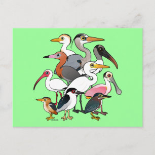North American Waders Postcard