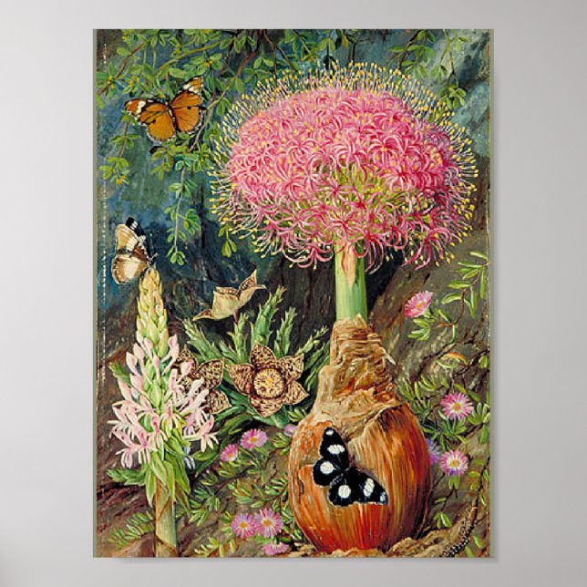 North - Buphane Toricara and Other Flowers Poster (Front)