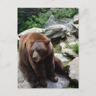 North Carolina Bears Postcard