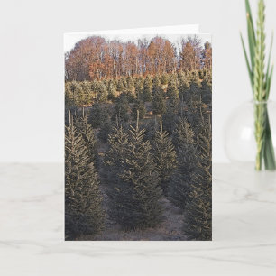 North Carolina Christmas Trees Holiday Card