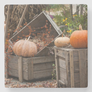 North Carolina, Linville, autumn pumpkins Stone Coaster