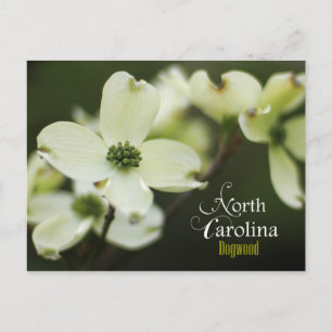 North Carolina State Flower: Flowering Dogwood Postcard