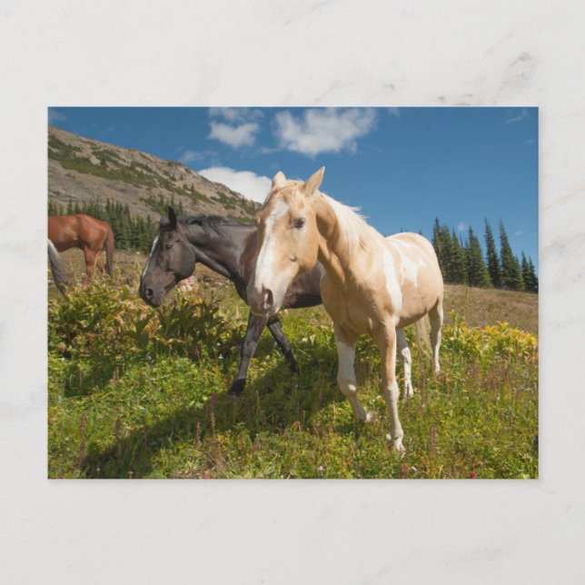 North Cascades National Park Postcard (Front)