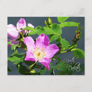 North Dakota State Flower: Wild Prairie Rose Postcard