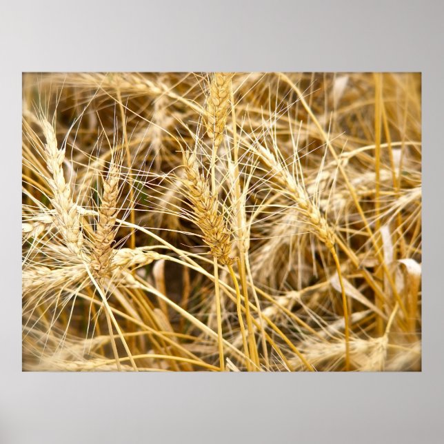 North Dakota Wheat Poster (Front)