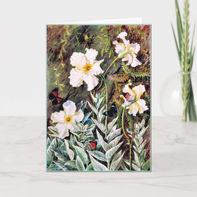 North - Flannel flower of Casa Branca, Butterflies Card (Front)