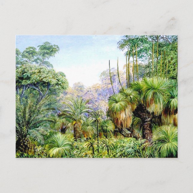 North - Forest Scene in West Australia Postcard (Front)