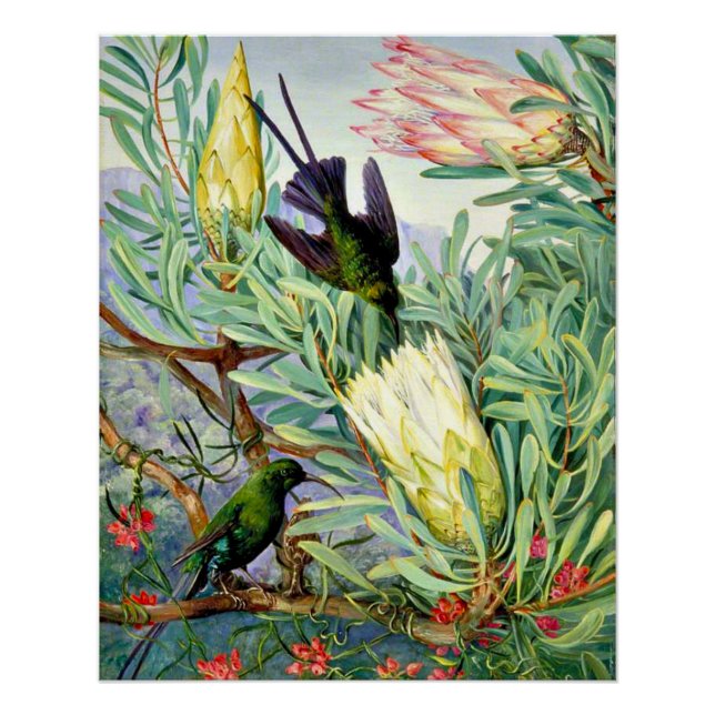 North - Honeyflowers and Honeysuckers Poster (Front)