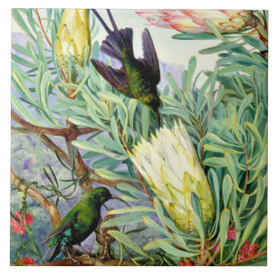 North - Honeyflowers and Honeysuckers  Tile