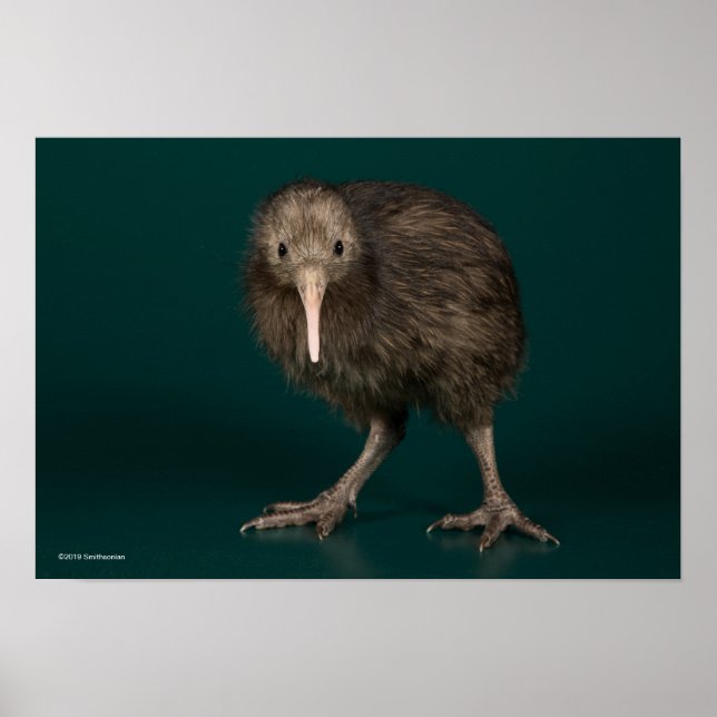 North Island Brown Kiwi Poster (Front)