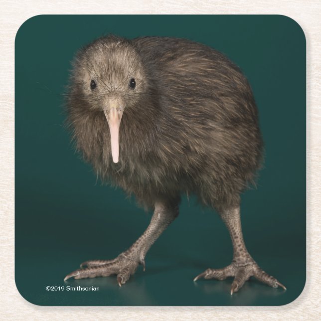 North Island Brown Kiwi Square Paper Coaster (Front)