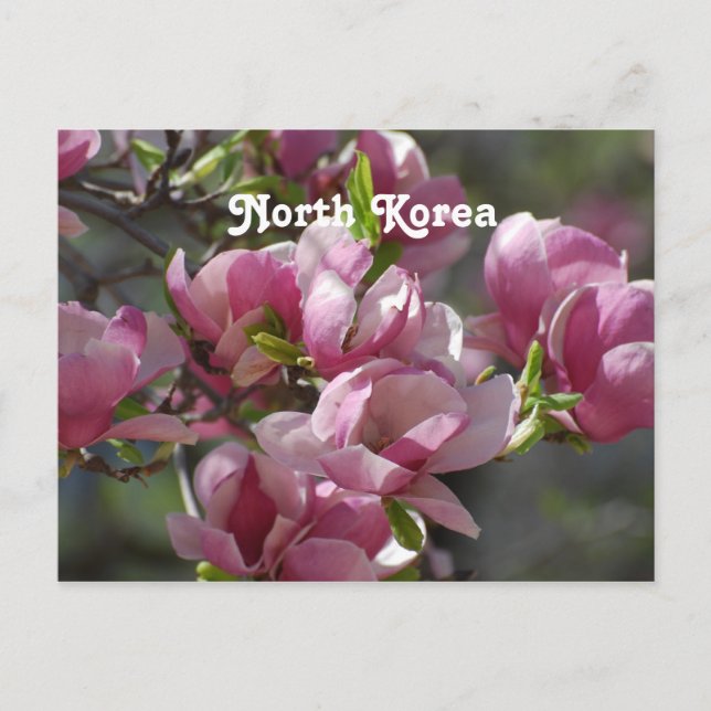 North Korea Magnolia Postcard (Front)