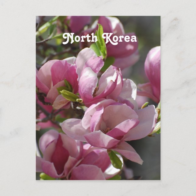 North Korea Magnolia Postcard (Front)