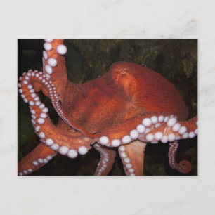 North Pacific Octopus Postcard