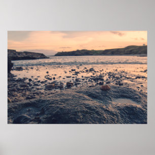 North Sea Shell Poster