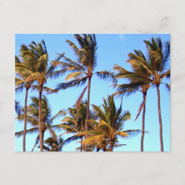 North Shore Palms Postcard (Front)