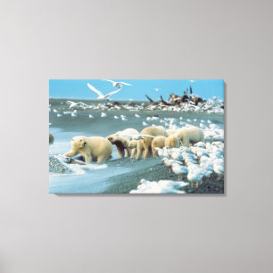 North Slope, Alaska. Polar Bears Ursus Canvas Print