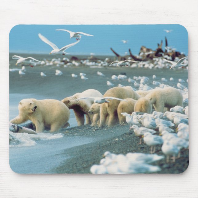 North Slope, Alaska. Polar Bears Ursus Mouse Mat (Front)