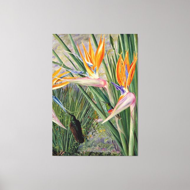 North - Strelitzia and Sugar Birds, South Africa, Canvas Print (Front)
