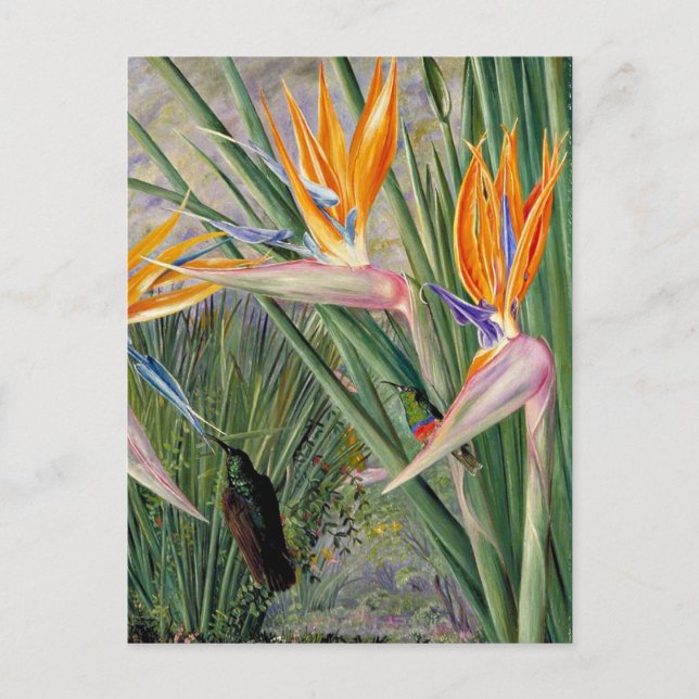 North - Strelitzia and Sugar Birds, South Africa,  Postcard (Front)