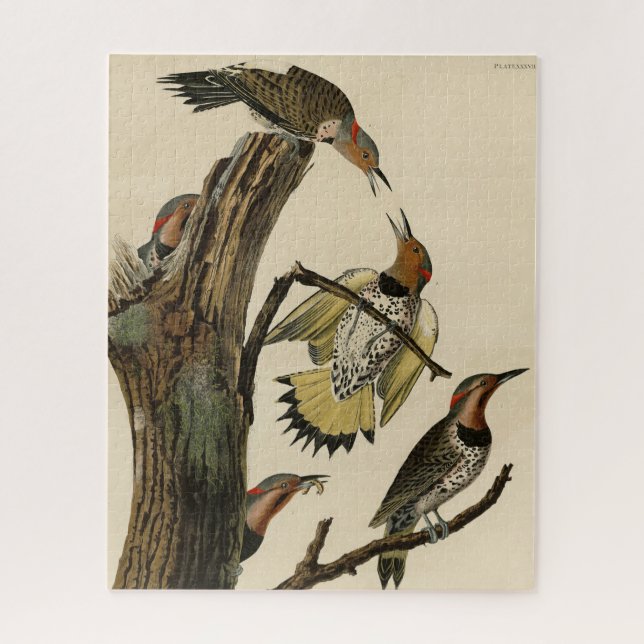 Norther Flicker from Audubon's Birds of America  Jigsaw Puzzle (Vertical)