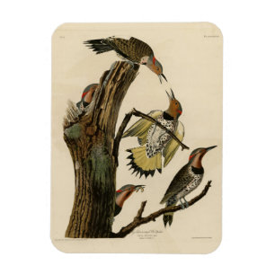 Norther Flicker from Audubon's Birds of America Magnet