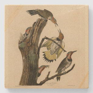 Norther Flicker from Audubon's Birds of America Stone Coaster