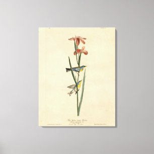 Norther Parula from Audubon's Birds of America Canvas Print
