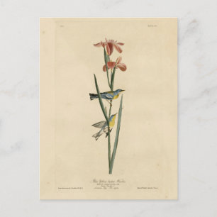 Norther Parula from Audubon's Birds of America Postcard