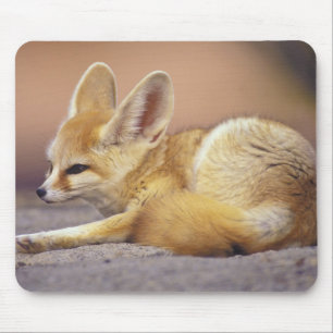 Northern Africa. Fennec Fennecus zerda) Mouse Mat