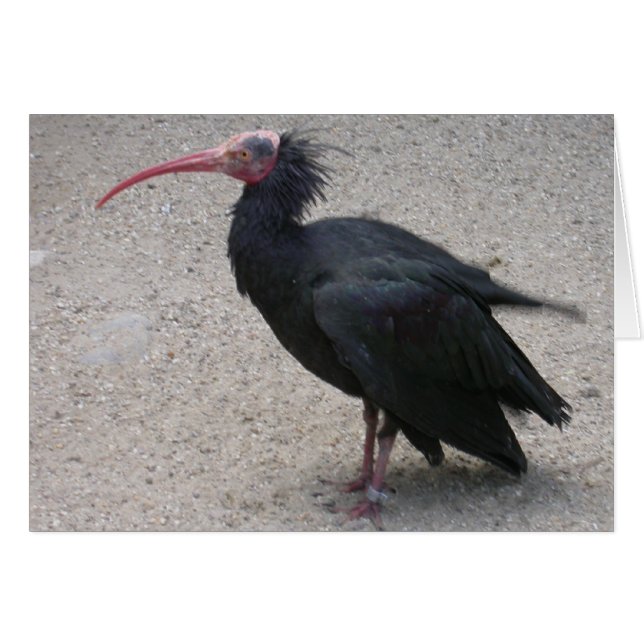 Northern Bald Ibis (Front Horizontal)