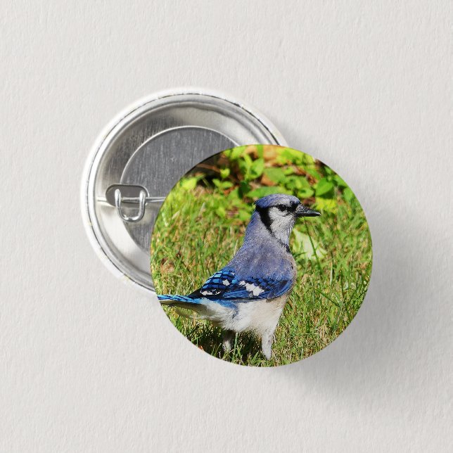 Northern Blue Jay 3 Cm Round Badge (Front & Back)