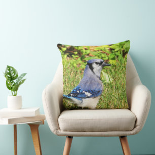 Northern Blue Jay Cushion