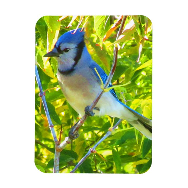 Northern Blue Jay Early Autumn Quebec Canada Magnet (Vertical)